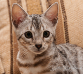 Bengal silber rosetted